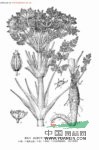 線(xiàn)裂棱子芹