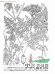 長(cháng)毛苞裂芹