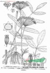 滇西澤芹