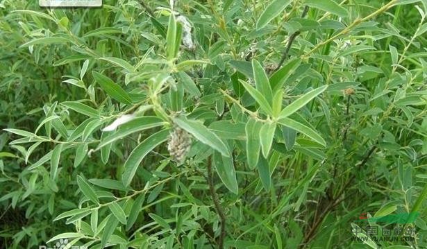細葉沼柳