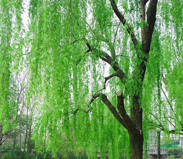 線(xiàn)葉柳