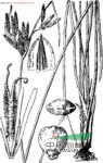 長(cháng)穗飄拂草