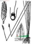 無(wú)剛毛荸薺
