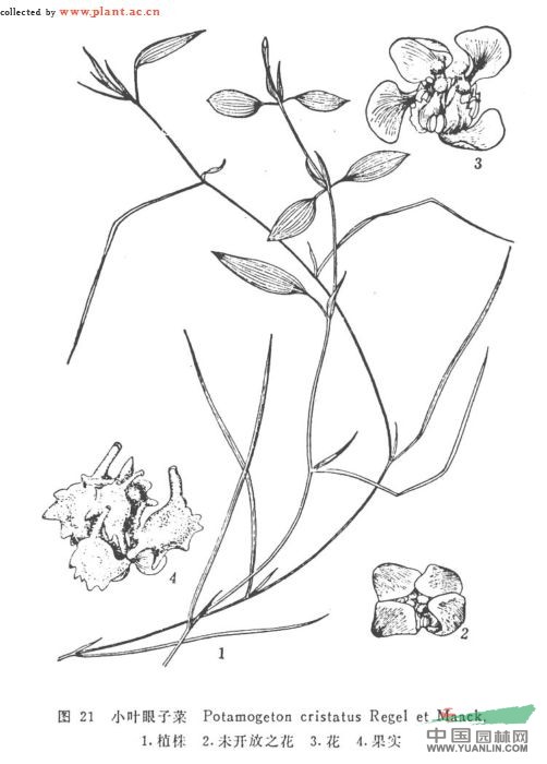 雞冠眼子菜