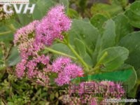 長(cháng)藥八寶