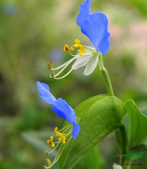竹節菜