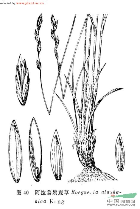 阿拉善鵝觀(guān)草 