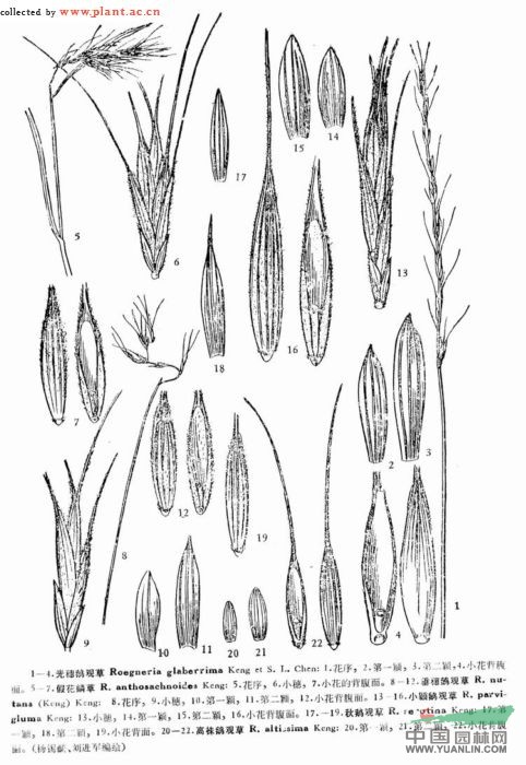 垂穗鵝觀(guān)草