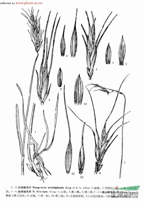 短柄鵝觀(guān)草