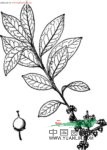 米碎花 梅養東(侗名)