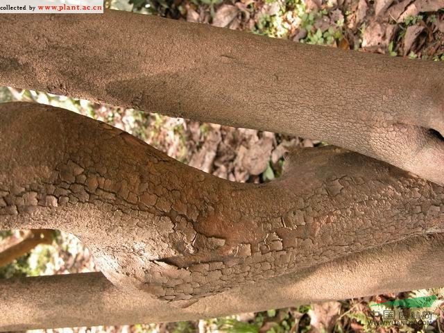長(cháng)柱紫莖