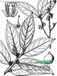 長(cháng)毛山礬