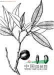 金葉樹(shù)