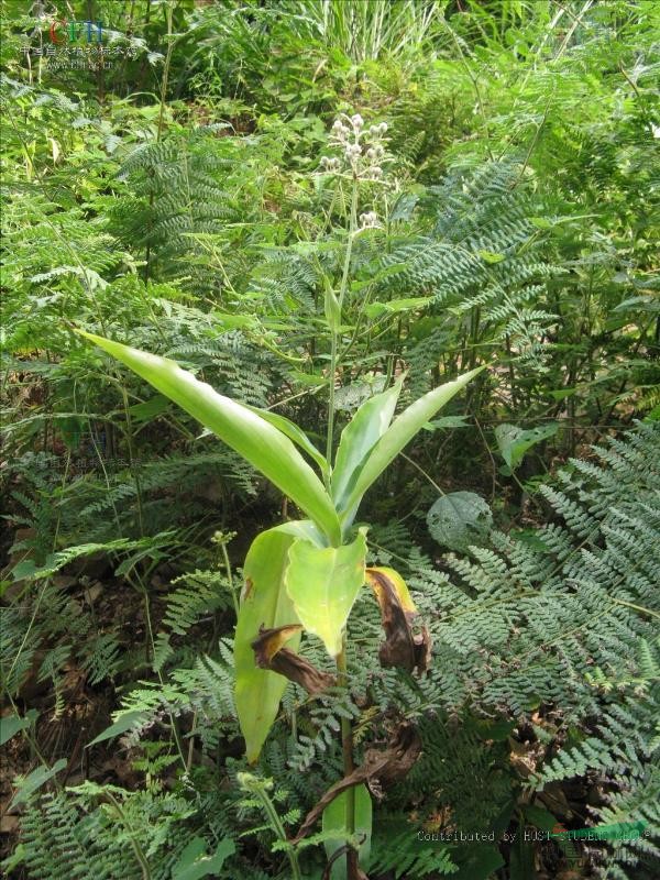 長(cháng)花枝杜若