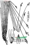 類(lèi)頭狀花序藨草