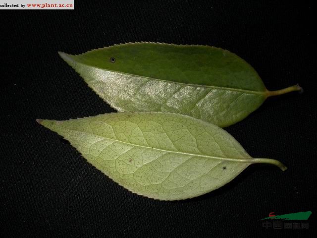 長(cháng)瓣短柱茶