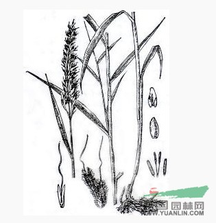 長(cháng)花大油芒