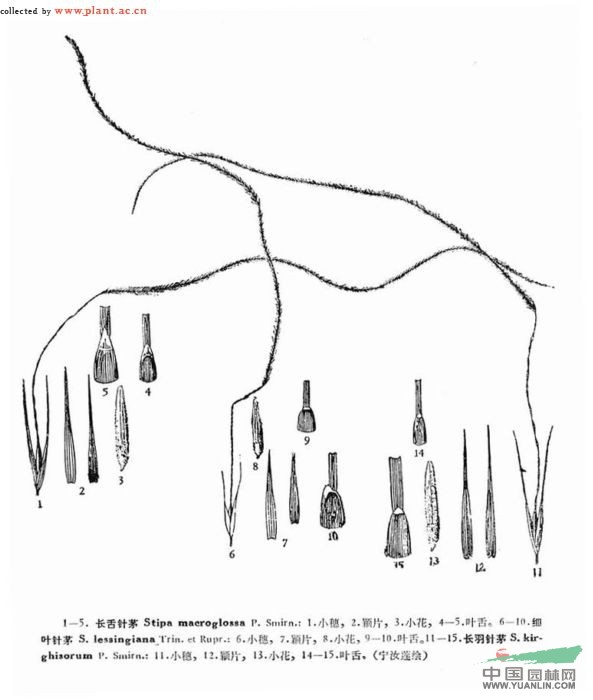 長(cháng)羽針茅