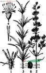 長(cháng)柱蠅子草