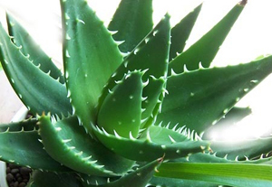 綠色盆栽植物大戰城市霧霾